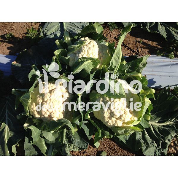 cavolfiore bianco il giardino delle meraviglie