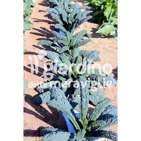 Cavolo nero il giardino delle meraviglie