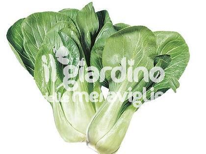 Cavolo Asiatico Pak-Choi o Bok-Choy