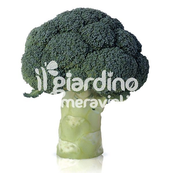 Cavolo broccolo Marathon
