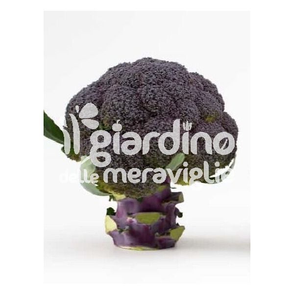 Cavolo broccolo VIOLA SQUISITO