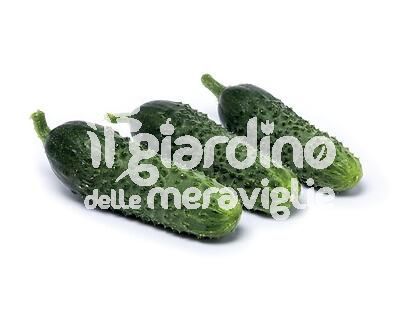 Cetriolino da sottaceto