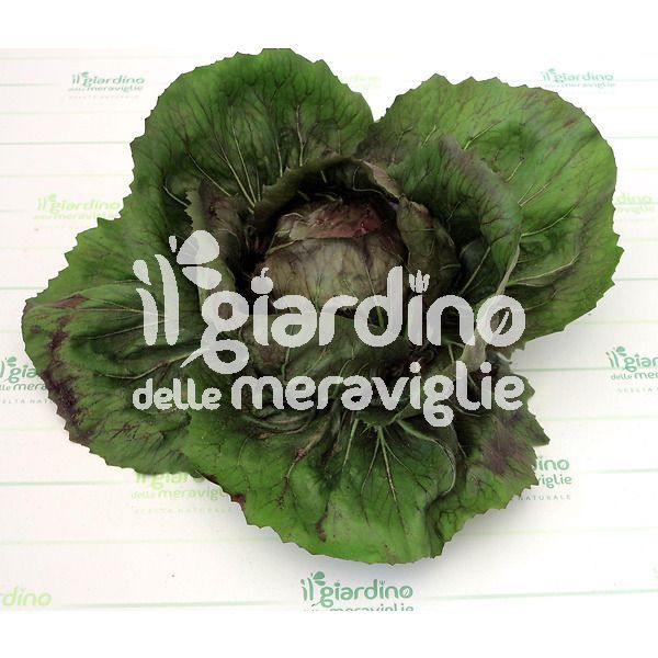 radicchio rosso a palla di chioggia