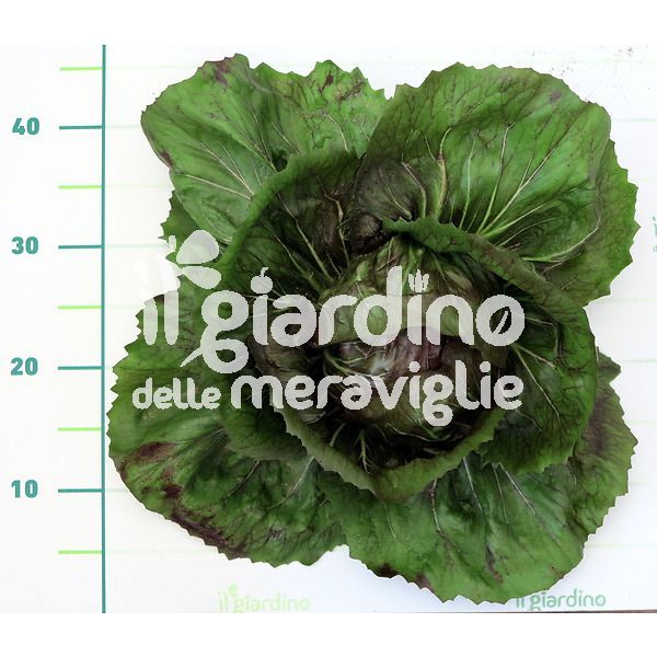 cicoria rossa a palla di chioggia