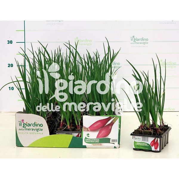 cipolla lunga di tropea il giardino delle meraviglie