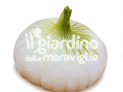 Cipolla Bianca Giugnese Piatta