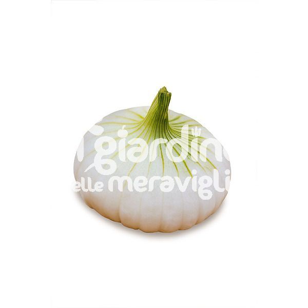 Cipolla Bianca Giugnese Piatta