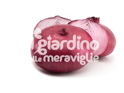 Cipolla rossa marrone Rocca Bruna