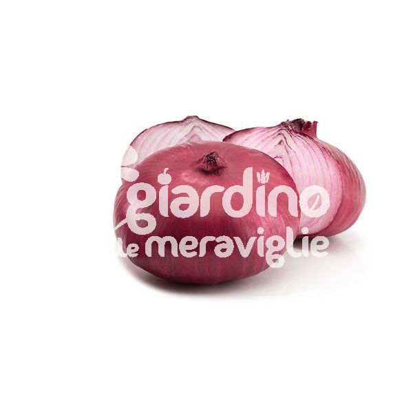 Cipolla rossa marrone Rocca Bruna