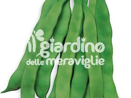Fagiolo rampicante Marconi