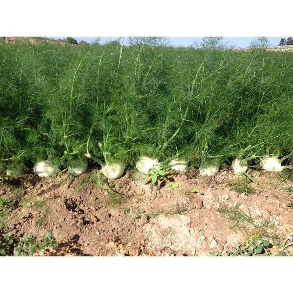piante di finocchio da coltivare in orto