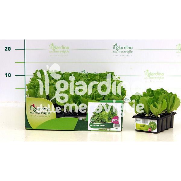 Latuga iceberg il giardino delle meraviglie