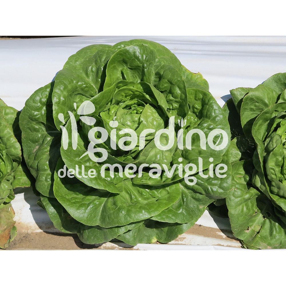 Colpo Superiore, Fine Su Dei Tipi Differenti Di Lattughe Appena Raccolte Verdi E Rosse Porpora Lattuga Riccia Rucola C Con Le Gocce Image141549015 - Foto 9