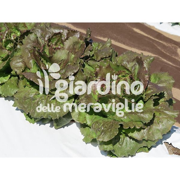 Lattuga canasta il giardino delle meraviglie