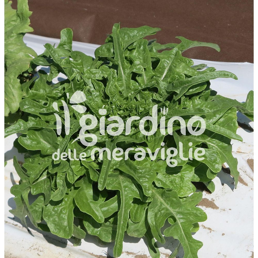 Colpo Superiore, Fine Su Dei Tipi Differenti Di Lattughe Appena Raccolte Verdi E Rosse Porpora Lattuga Riccia Rucola C Con Le Gocce Image141549015 - Foto 5