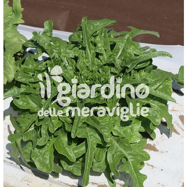 barba dei frati verde il giardino delle meraviglie