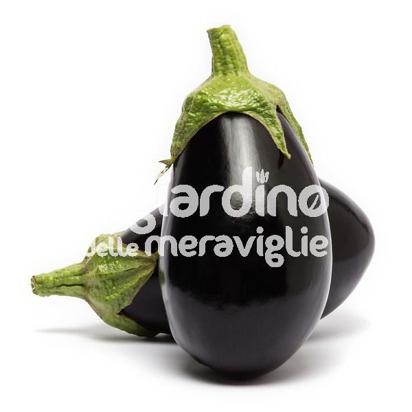 Melanzana ovale nera