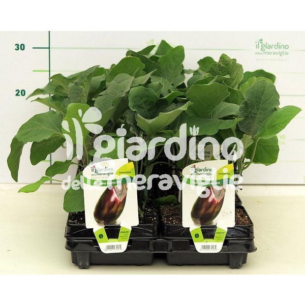 melanzana seta innestata il giardino delle meraviglie