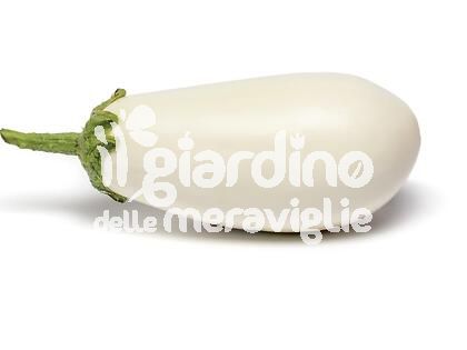 Melanzana Bianca Innestata