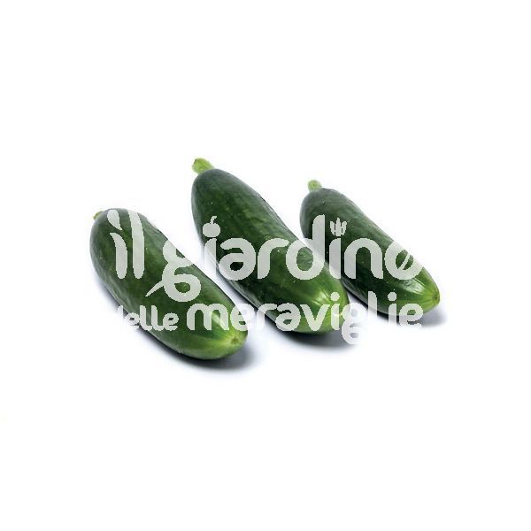 Mini Cetriolo Liscio