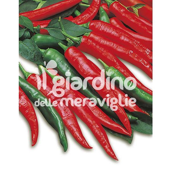 Peperoncino piccante lungo