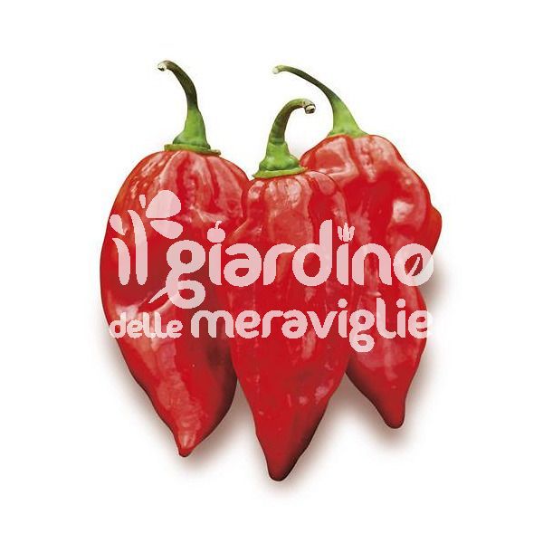 Peperoncino super piccante Bhut Jolokia