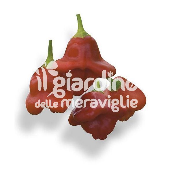 Peperoncino piccante Bishop Crown