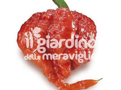 Peperoncino super piccante Carolina Reaper