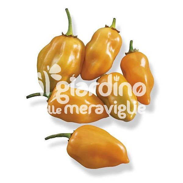 Peperoncino piccante Habanero arancione