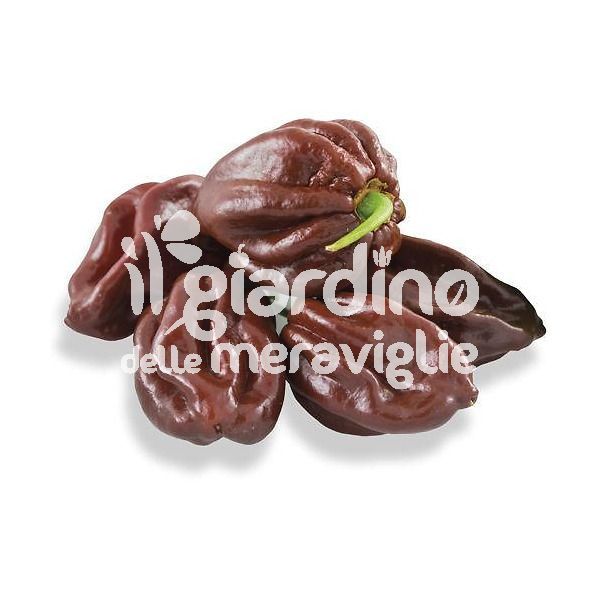 Peperoncino piccante habanero chocolat