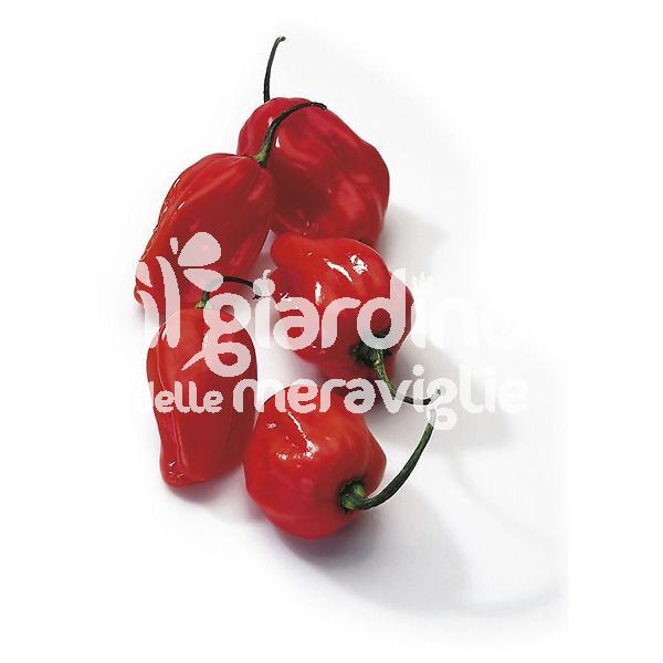 Peperoncino piccante habanero rosso