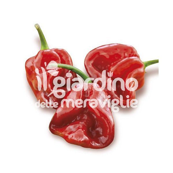 Peperoncino piccante Trinidad moruga Scorpion