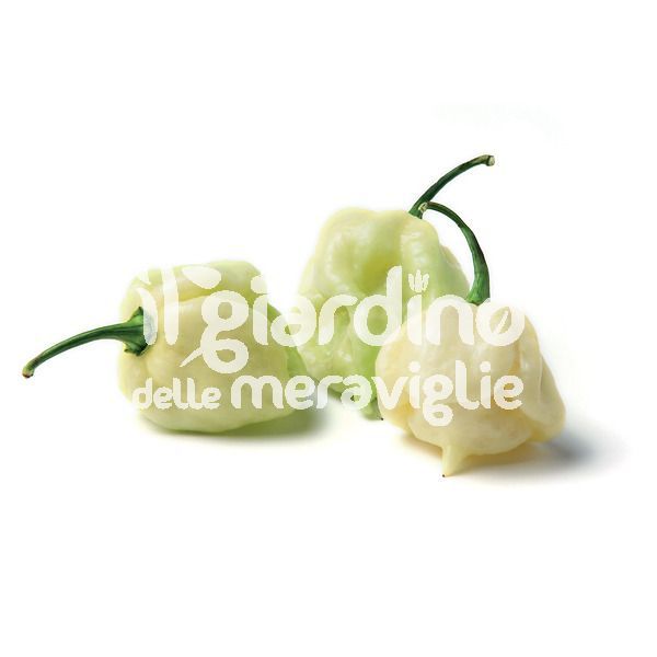 Peperoncino piccante Habanero Bianco