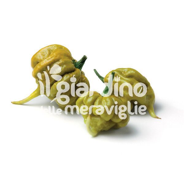 Peperoncino piccante Mustard