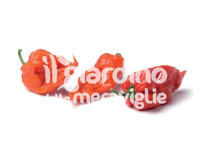 Peperoncino piccante Naga Viper