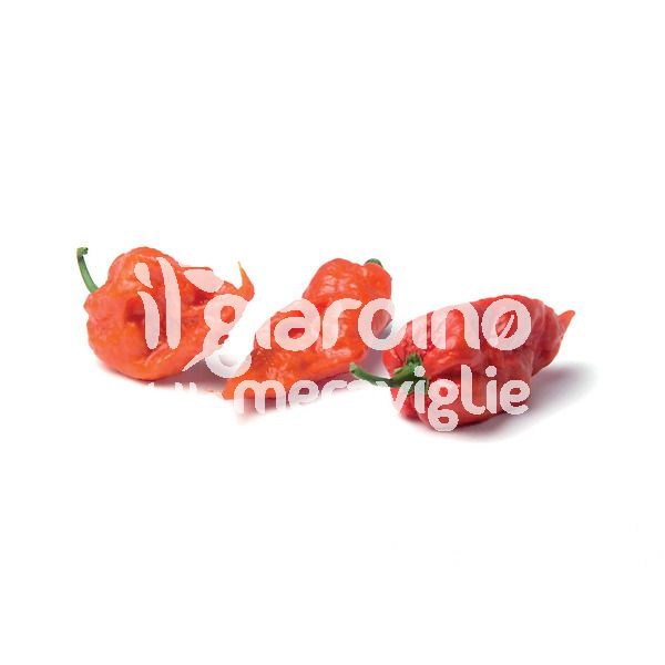 Peperoncino piccante Naga Viper