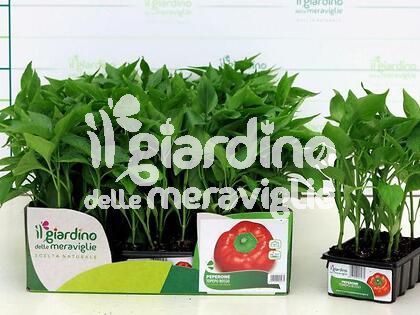 peperone topepo rosso il giardino delle meraviglie