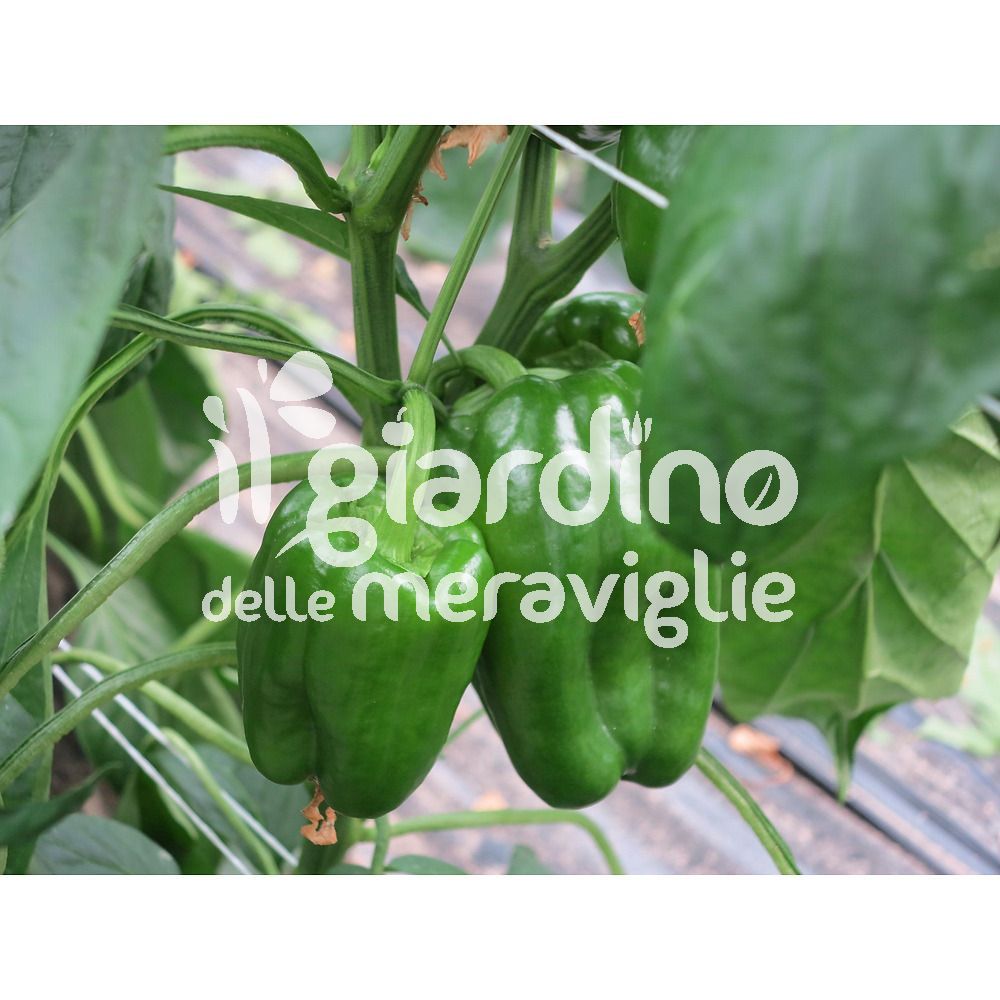 Peperone Nostrano Piacentino "Goccia D′Oro" - Vendita Piante Online - Foto 3