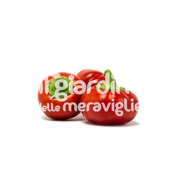Peperone tondo da ripieno papecchia