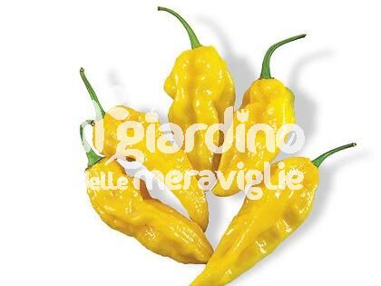 Peperoncino piccante Fatalii