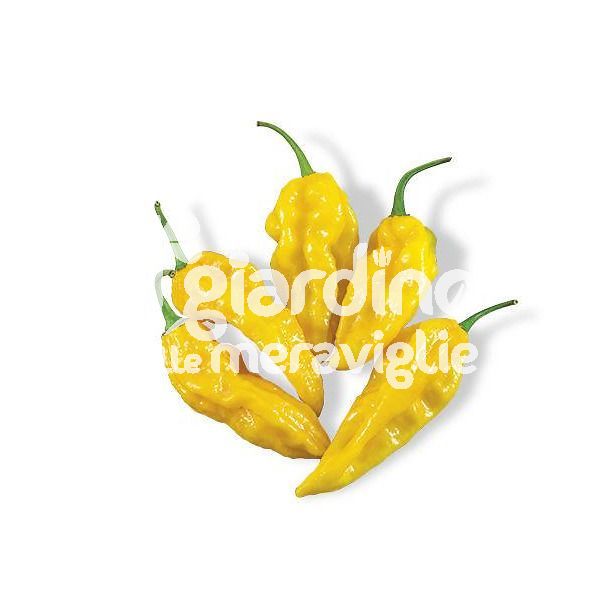 Peperoncino piccante Fatalii