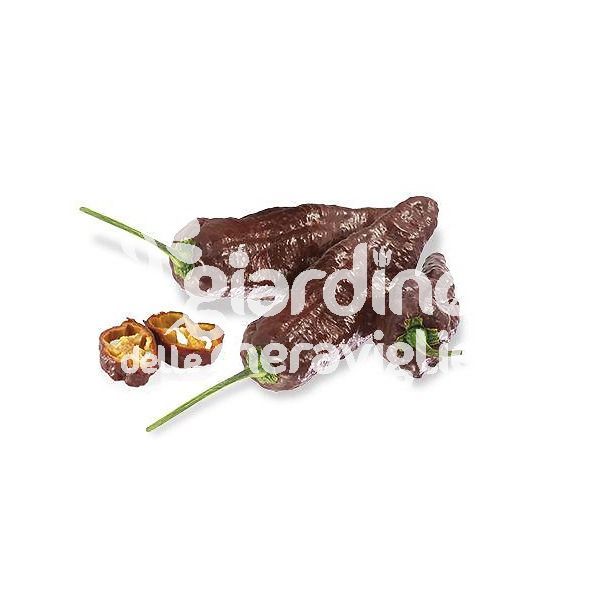 Peperoncino Naga Morich chocolat