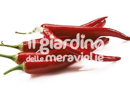 Peperoncino piccante Paprika rosso