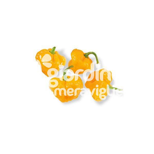 Peperoncino piccante Jamaican Scotch Bonnet