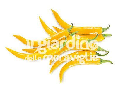 Peperoncino Piccante Fuoco Giallo