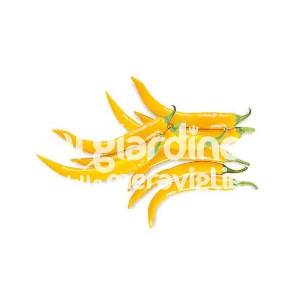 Peperoncino Piccante Fuoco Giallo