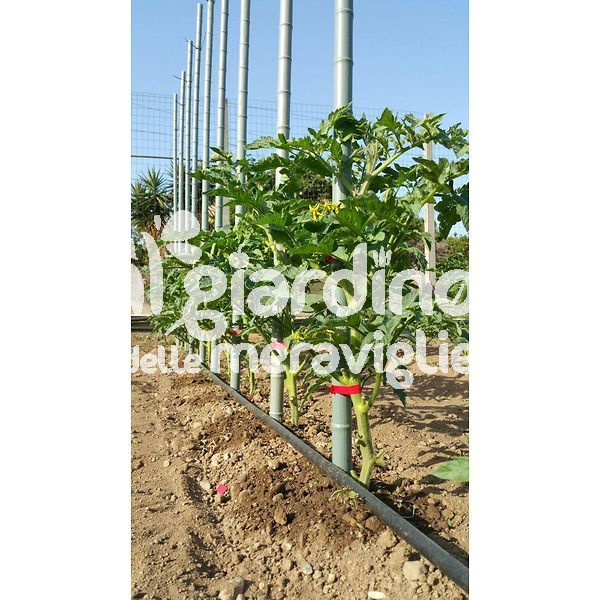 pomodoro optima dopo 20 gg dal trapianto