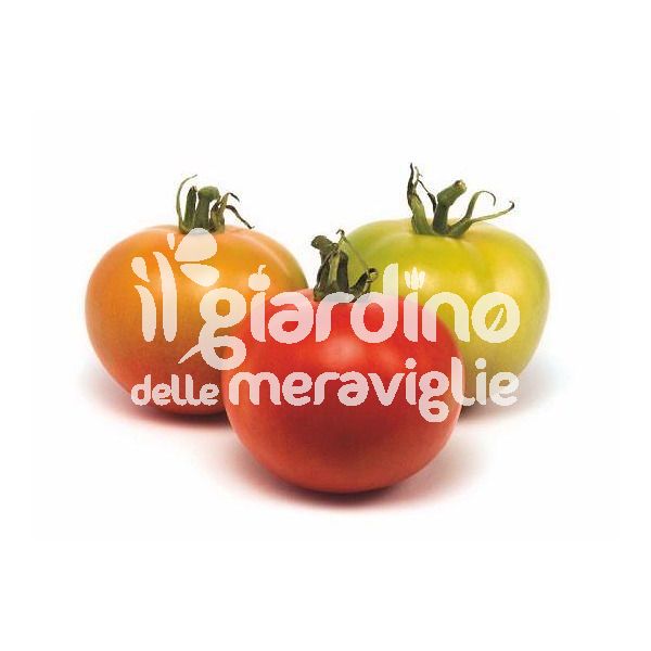 Pomodoro Presidente grosso a grappolo 220-300 gr. (duplice attitudine, salsa e insalate)