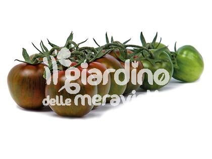 Pomodoro zebrino innestato