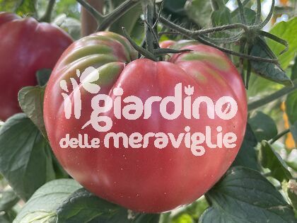 POMODORO Big Pink Belmonte